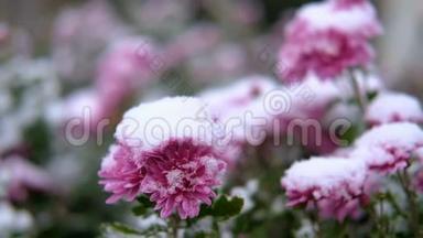 粉红色的菊花，雪下有绿叶。 初雪，秋，春，<strong>初冬</strong>.. 动作缓慢。